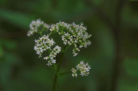 flower,  flourish,  botanical,  beautiful,  light green,  green,  white,  close,  plant,  petal, ...