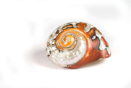 nimal, beach, conk, isolated, life, marine, nature, ocean, oyster, sea, shell, textureの写真素材