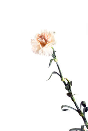 bloom, carnation, carnations, flower, flowers, gentle, lonely, love, petal, petals, pink, pure, red, single, soft, sweet, whiteの写真素材