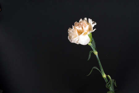 bloom, carnation, carnations, flower, flowers, gentle, lonely, love, petal, petals, pink, pure, red, single, soft, sweet, whiteの写真素材