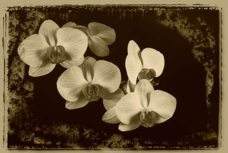 beautiful; beauty; branch; color; colors; colour; colours; decorative; flower; flowers; leaf; orchid; phalaenopsis; pink; orange; yellow; green; tropical; select; gift; love; present; bloom; blooms; blossoms; cocoon; petal; petals; nature; plants; romanceの写真素材