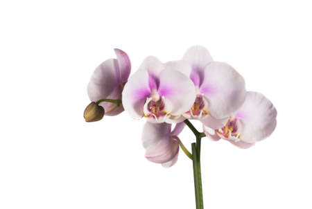 background, bud, burgeon, contrast, dear, exotic, flora, flower, grow, japan, orchid, page, perfume, pink, plant, purple, sign, stalk, tender, white, isolateの写真素材