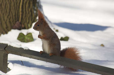 red squirrel in winterの写真素材