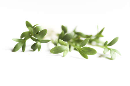 cuckoo-flower; on white backgroundの写真素材