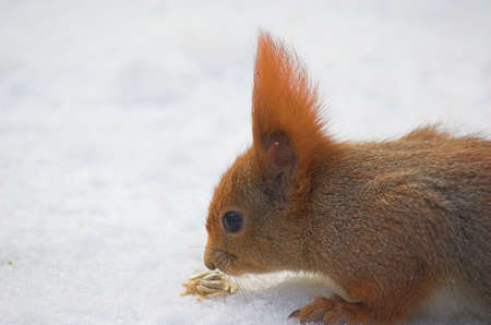 red squirrel in winterの写真素材