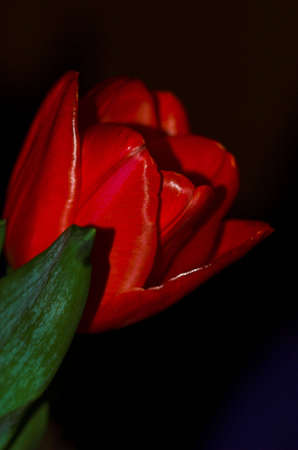 tulipの写真素材