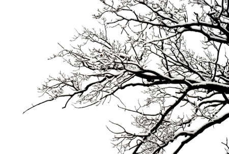 winter tree backgroundの写真素材