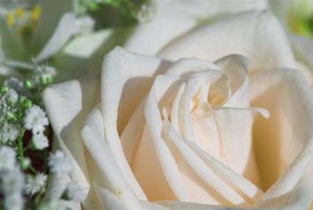 anniversary, background, beautiful, beauty, bud, button, calm, closeup, day, delicate, dew, drops, elegant, floral, flower, flower-bud, foliage, gardens, isolated, life, love, macro, miniature, morning, nature, peace, petals, pink, plant, rain, rosa, roseの写真素材