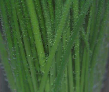 chiveの写真素材