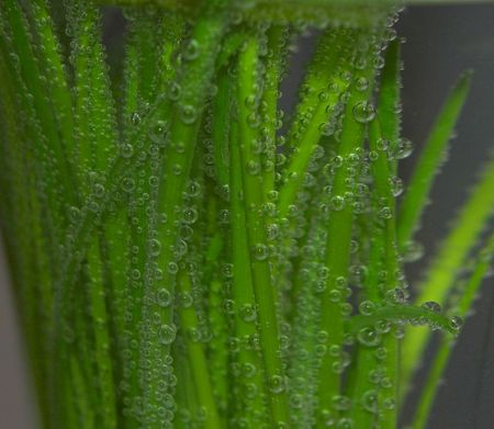 chiveの写真素材