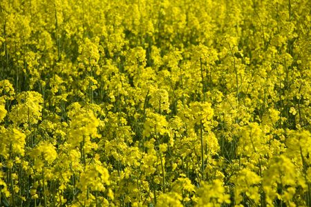 landscape yellow rape and blue sky