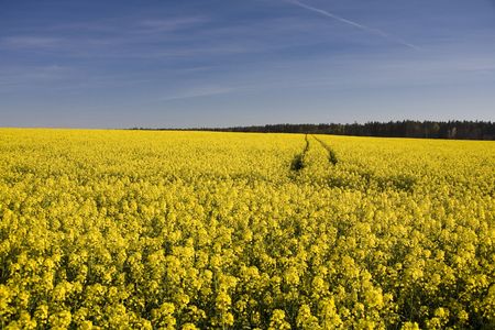 landscape yellow rape and blue sky