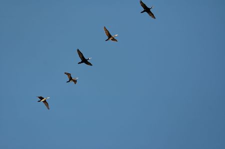fly bird on blue clear sky in fall or springの写真素材