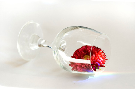 pink flower fall aster in glass on the white backgroundの写真素材