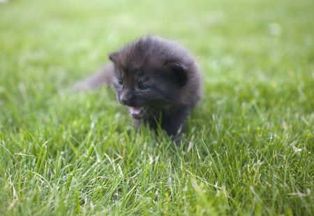 small young cat portrait on green grassの写真素材