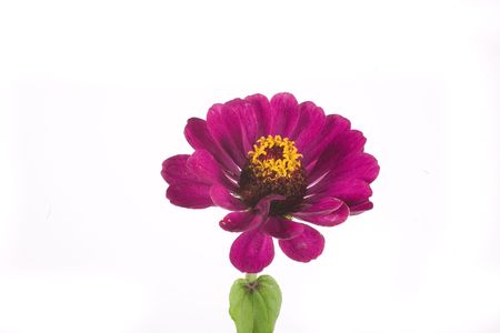 fall flower on white backgroundの写真素材