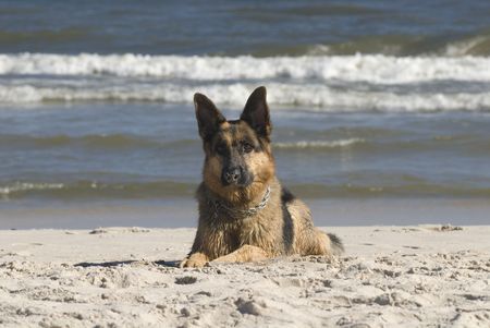 dog german shepherd play on the beachの写真素材