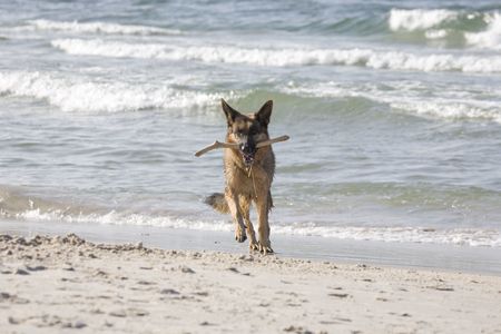 dog german shepherd play on the beachの写真素材