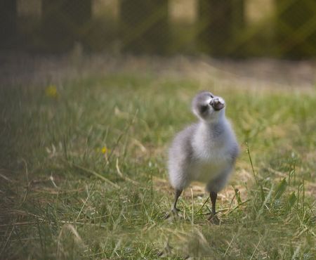 Young duck - duckling on green backgroundの写真素材