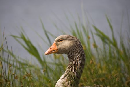 brown and white goose by blue lake の写真素材