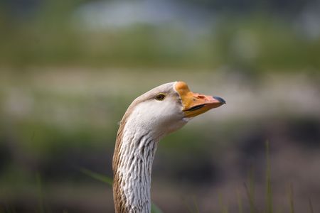 brown and white goose by blue lake の写真素材