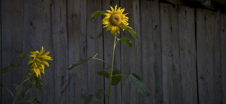 flower yellow sunflower on white background greenの写真素材