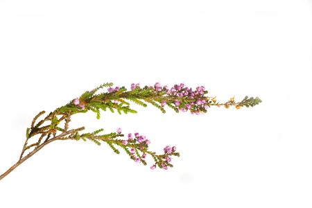 Close-ups of pink  heather isolated herb  on whiteの写真素材