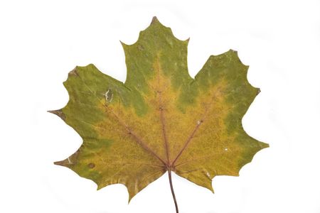 gold and green autumn leaf on white backgroundの写真素材