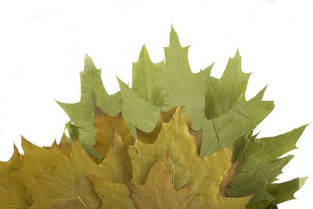gold and green autumn leaf on white background