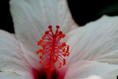 flower red and white in garden close up                          の写真素材