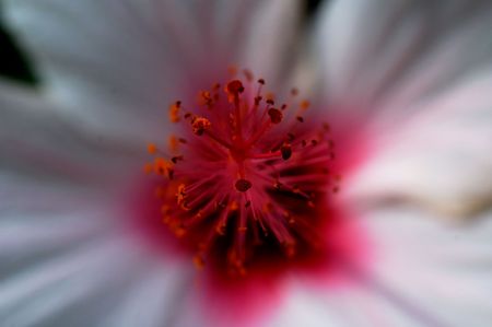 flower red and white in garden close up        の写真素材