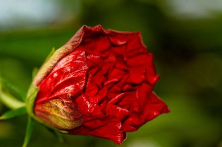 flower red and white in garden close up        の写真素材