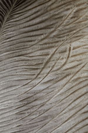 Macro of a delicate, soft white feather, with a white backgroundの写真素材