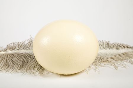 Huge ostrich's egg and feather on white backgroundの写真素材