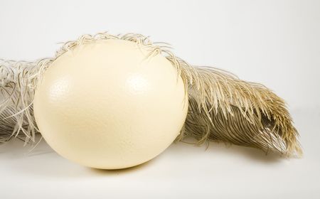 Huge ostrich's egg and feather on white backgroundの写真素材