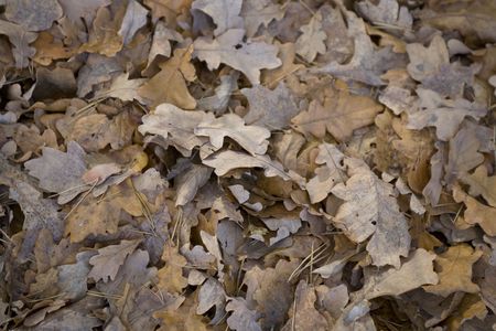 fall leaf brown background after rain 