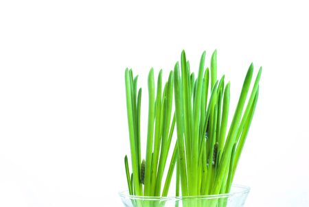 young green small  plant on white background の写真素材