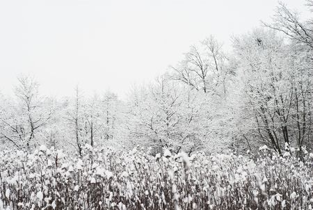 winter gray landscape white snow and trees    の写真素材