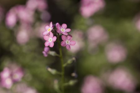 Photo of forget-me-not on green background.の写真素材