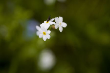 Photo of forget-me-not on green background.の写真素材