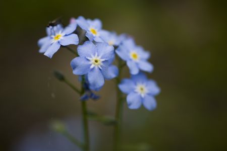 Photo of forget-me-not on green background.