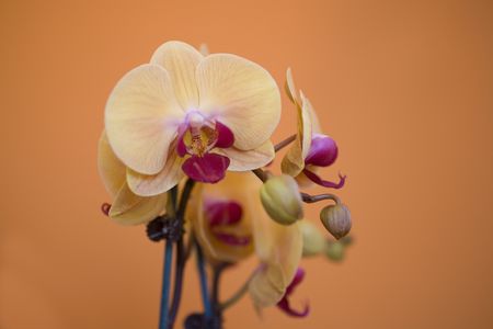 yellow and pink  orchid on orange backgroundの写真素材