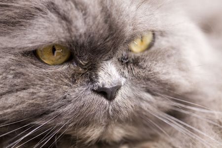 photo of portrait of a grey cat close-up  in natureの写真素材