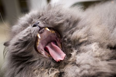 photo of portrait of a grey cat close-up  in natureの写真素材