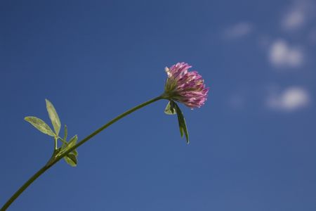 flower on blue skyの写真素材