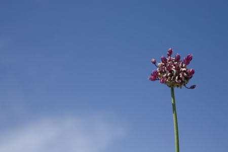 flower on blue sky