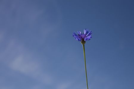 corn-flower flower on blue skyの写真素材