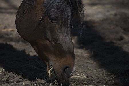 portrait of beautiful chestnut horse in spring sunの写真素材