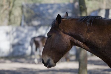 portrait of beautiful chestnut horse in spring sunの写真素材