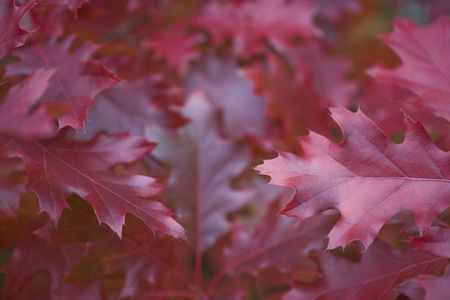 autumn oak leaf color red background